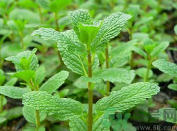 薄荷有什么功效？薄荷的攻效是什么？