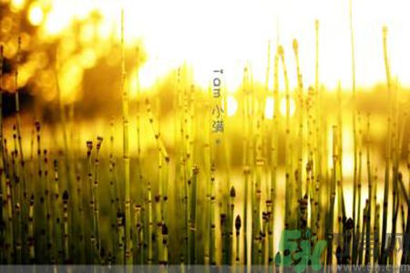 為什么小滿(mǎn)濕氣重？小滿(mǎn)怎么除濕氣？
