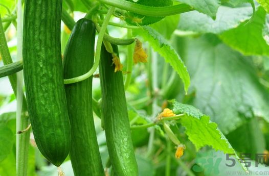 絲瓜要煮多久才熟?絲瓜要煮多長時間? 絲瓜要煮多久才熟?絲瓜要煮多長時間?