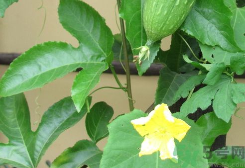 絲瓜要煮多久才熟?絲瓜要煮多長時間? 絲瓜要煮多久才熟?絲瓜要煮多長時間?