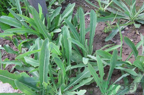 苦菜是熱性還是涼性？苦菜是涼性的嗎？