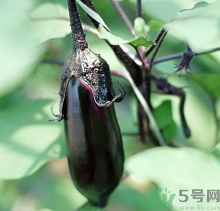 吃茄子會長胖嗎？茄子卡路里高嗎？