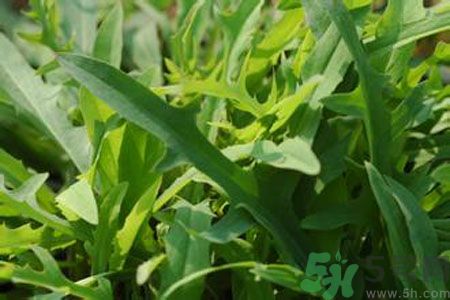 哺乳期可以吃苦菜嗎？哺乳期吃苦菜奶水會變苦嗎？