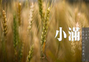 小滿為什么要吃苦？適合小滿吃的苦菜