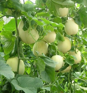 胃炎可以吃甜瓜嗎？胃炎吃甜瓜會有什么后果？
