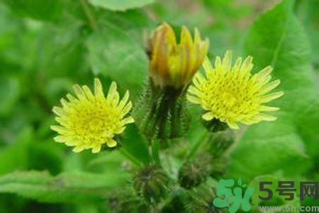 苦菜可以和豆腐一起吃嗎？苦菜和豆腐一起吃好不好吃？