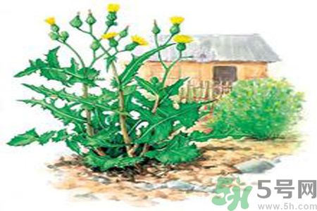 苦菜可以降血壓嗎？高血壓可以吃苦菜嗎？