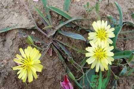 苦菜可以生吃嗎？苦菜生吃好還是熟吃好？