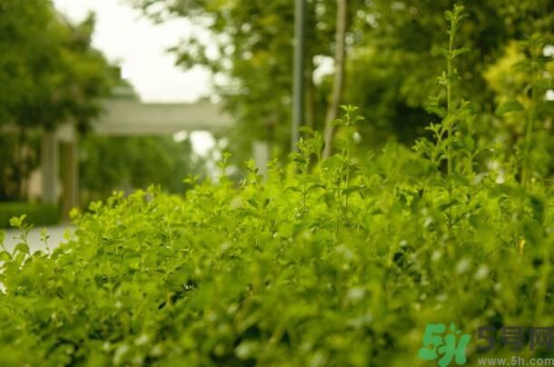 蚊子叮的包過幾天又癢是為什么？蚊子叮的包過幾天又癢怎么辦？