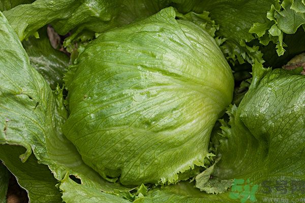 生菜和雞蛋能一起吃嗎？生菜和雞蛋一起怎么做？