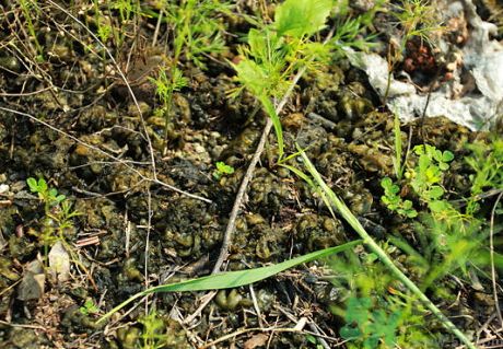 地皮菜是酸性還是堿性?地皮菜是堿性的嗎? 地皮菜是酸性還是堿性?地皮菜是堿性的嗎?