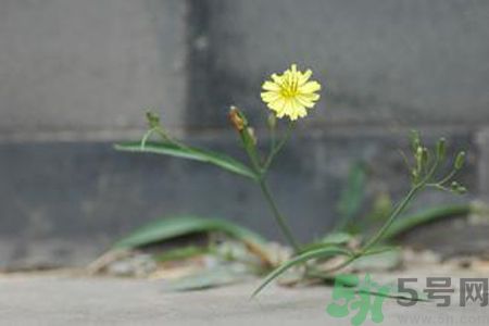 怎么挑選苦菜？挑選苦菜的方法有哪些？