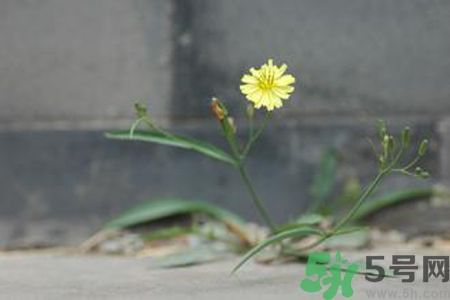 皮膚過敏可以吃苦菜嗎？吃苦菜會(huì)皮膚過敏嗎？