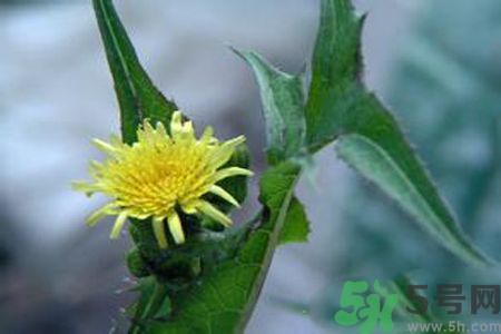 皮膚過敏可以吃苦菜嗎？吃苦菜會(huì)皮膚過敏嗎？