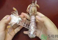 剝蝦神器怎么用？剝蝦神器在哪里買？