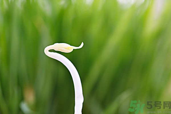 綠豆芽有什么功效？綠豆芽的功效是什么？