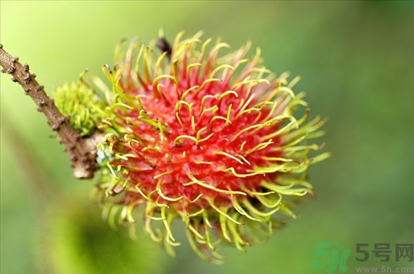 孕婦可以吃紅毛丹嗎？孕婦吃紅毛丹好嗎？