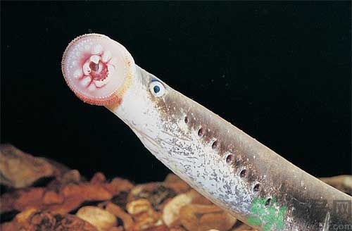 英吸血鬼魚暴增 什么是吸血鬼魚？