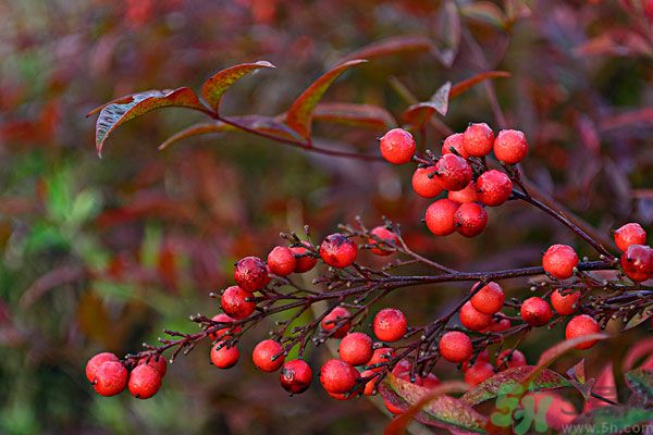 尿酸高能吃山楂嗎？痛風(fēng)能吃山楂嗎？