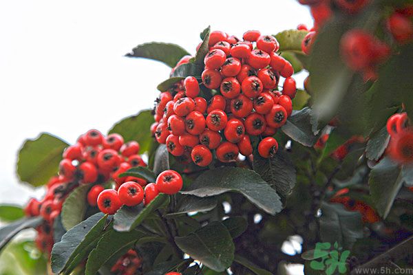 尿酸高能吃山楂嗎？痛風(fēng)能吃山楂嗎？