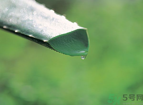 蘆薈可以吃嗎？蘆薈怎么吃？