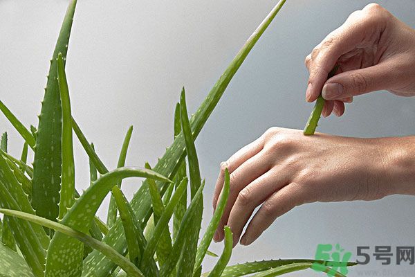 蘆薈是涼性的嗎？蘆薈是涼性還是熱性？