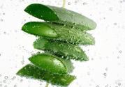 夏天吃蘆薈可以降火嗎？夏天吃蘆薈能清火嗎？