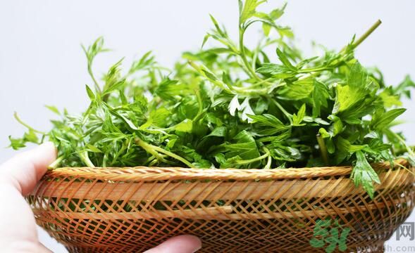 菖蒲是艾葉嗎？菖蒲是什么？