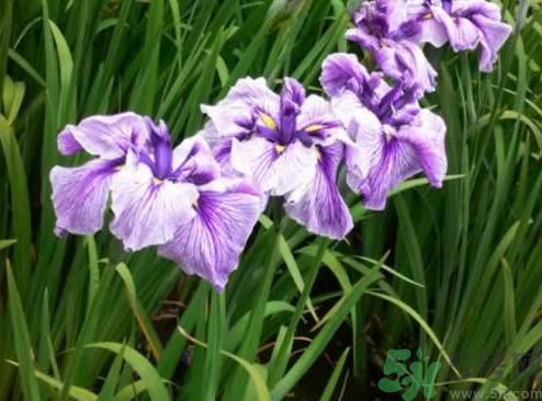什么樣的菖蒲好？怎樣選購(gòu)菖蒲？
