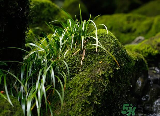 什么樣的菖蒲好？怎樣選購(gòu)菖蒲？
