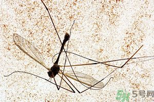 蚊子討厭什么氣味？蚊子討厭什么顏色？