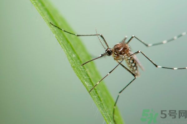 蚊子討厭什么氣味？蚊子討厭什么顏色？