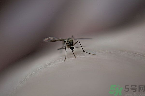 蚊子討厭什么氣味？蚊子討厭什么顏色？