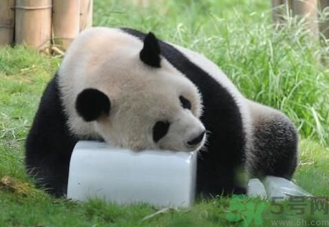 中暑可以吃水果嗎？中暑吃什么水果好？