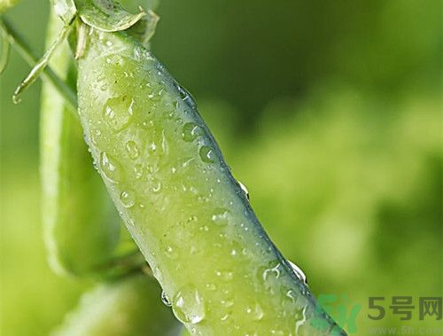 四季豆上銹了還能吃嗎?四季豆上銹長(zhǎng)斑了怎么辦 四季豆上銹了還能吃嗎?四季豆上銹長(zhǎng)斑了怎么辦