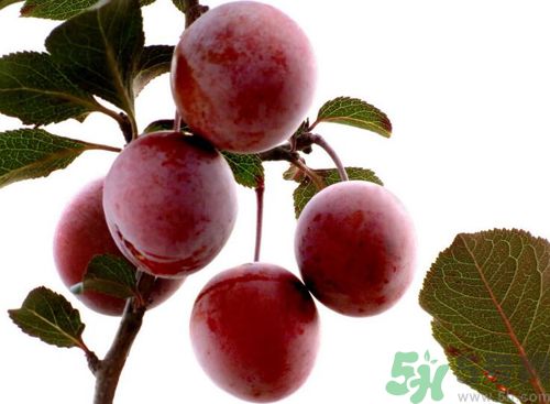 李子可以放冰箱嗎？李子應(yīng)該怎樣保存？