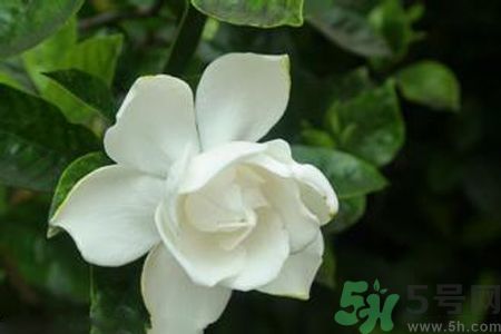 梔子花可以減肥嗎？梔子花怎么減肥？