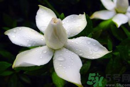 梔子花可以安神嗎？梔子花可以治療失眠嗎？