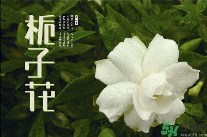 梔子花茶可以補(bǔ)血嗎？貧血可以喝梔子花茶嗎？