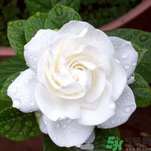 梔子花茶可以補血嗎？貧血可以喝梔子花茶嗎？