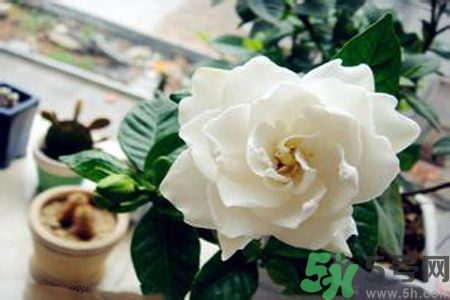 梔子花可以降血糖嗎？梔子花茶可以降血糖嗎？