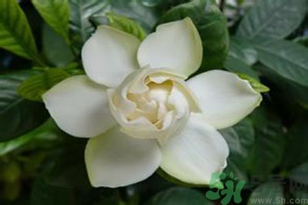 寶寶可以聞梔子花的味道嗎？寶寶聞梔子花的味道好嗎？