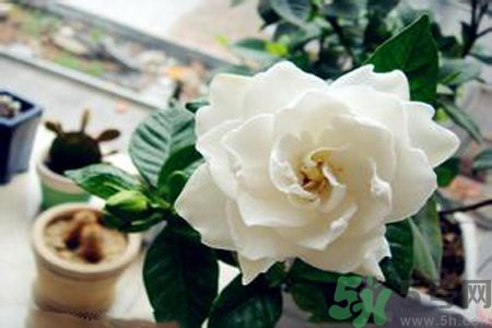 梔子花茶是熱性還是涼性？梔子花茶是涼性的嗎？