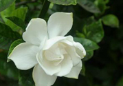 梔子花可以安神嗎？梔子花可以治療失眠嗎？