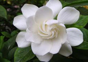 梔子花的葉子為什么會發(fā)黃？梔子花的葉子發(fā)黃了怎么辦？