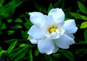 梔子花茶可以降血壓?jiǎn)?？梔子花泡水可以降血壓?jiǎn)幔?><p><strong>梔子花茶可以降血壓?jiǎn)?？梔子花泡水可以降血壓?jiǎn)幔?/strong></p></a></li> </ul>
</div>
<div   id=