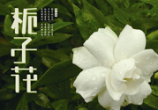 梔子花可以減肥嗎？梔子花怎么減肥？