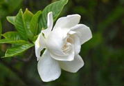 梔子花可以降血糖嗎？梔子花茶可以降血糖嗎？