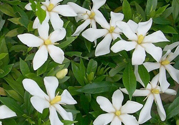 梔子花茶是熱性還是涼性？梔子花茶是涼性的嗎？
