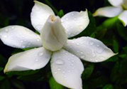梔子花茶可以補血嗎？貧血可以喝梔子花茶嗎？